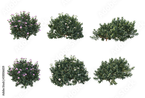 Shrubs and trees on a white background.