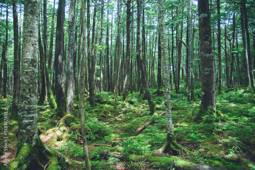 Fototapeta premium 八ヶ岳連峰の原生林 日本百名山