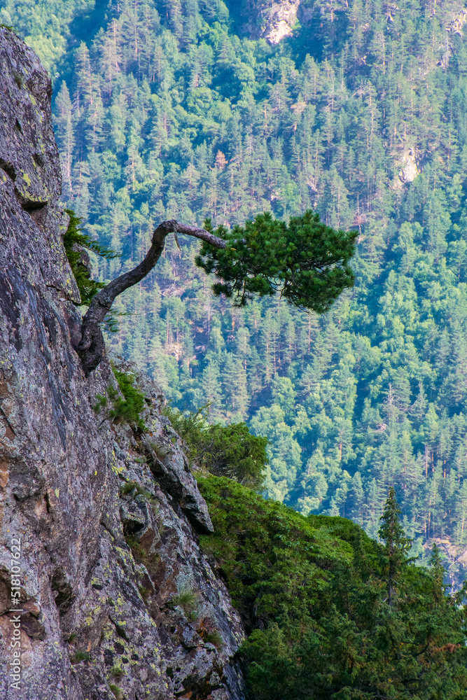 Mountain landscape. Pine on the slope of the mountains Mountain landscape. Pine on the slope of the mountains