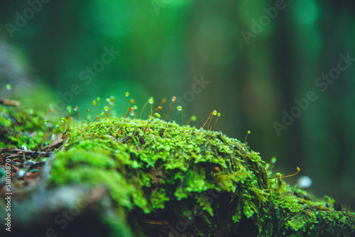 八ヶ岳連峰, 原生林, 苔