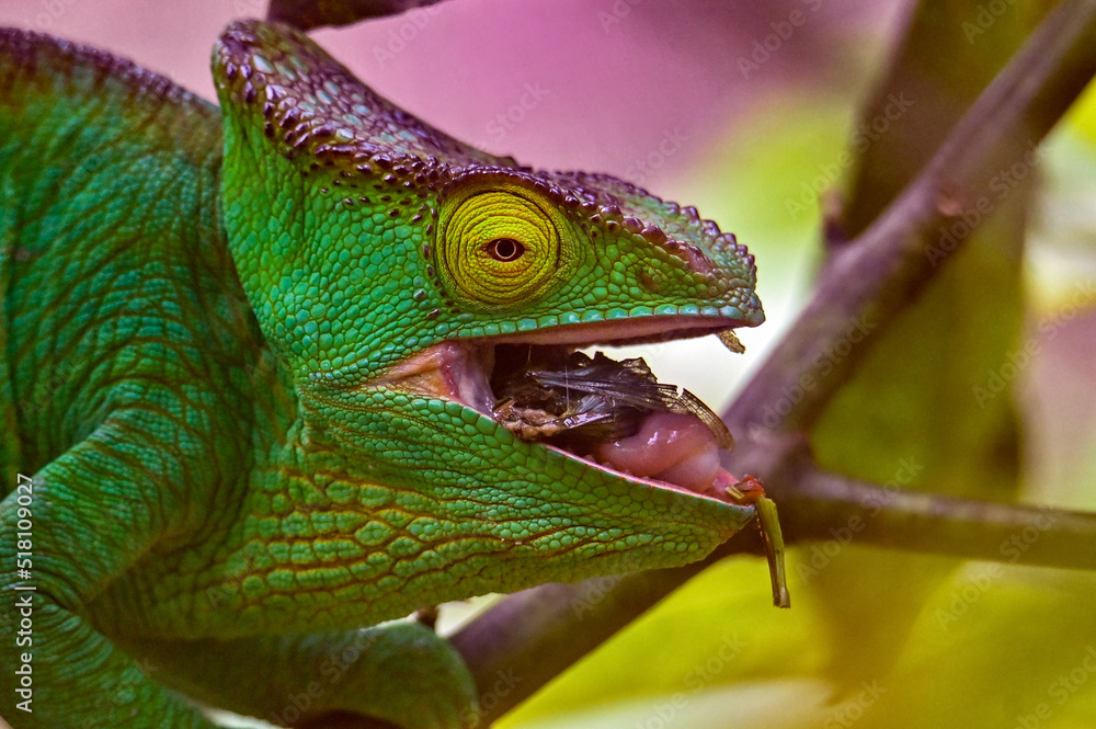 Chameleon Furcifer Pardalis,Madagascar nature Stock Photo Adobe Stock