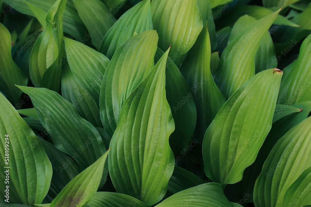 Ornamental shrub hosta. Large leaves. The background. Photo of nature. Ornamental shrub hosta. Large leaves. The background. Photo of nature.