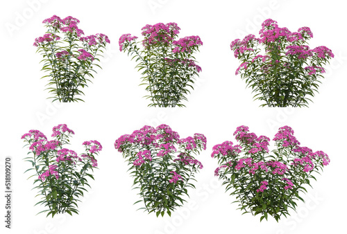 Shrubs and flowers on a white background