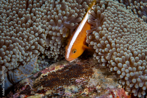 Clownfish - Orange Anemonefish - Amphiprion sandaracinos takes care of eggs. Underwater macro world of Tulamben, Bali, Indonesia. photo