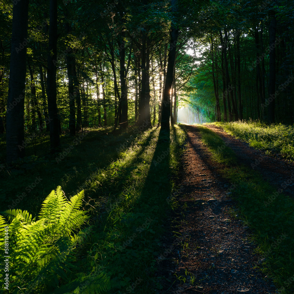 Obraz premium footpath in the woods