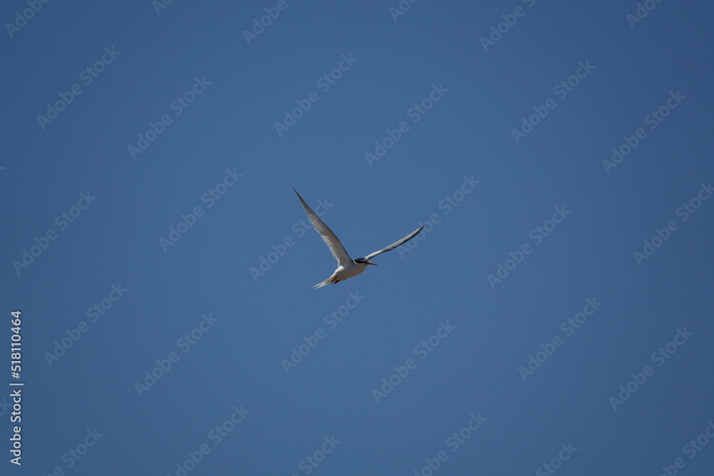 Obraz premium little tern (Sternula albifrons) flying over breeding grounds