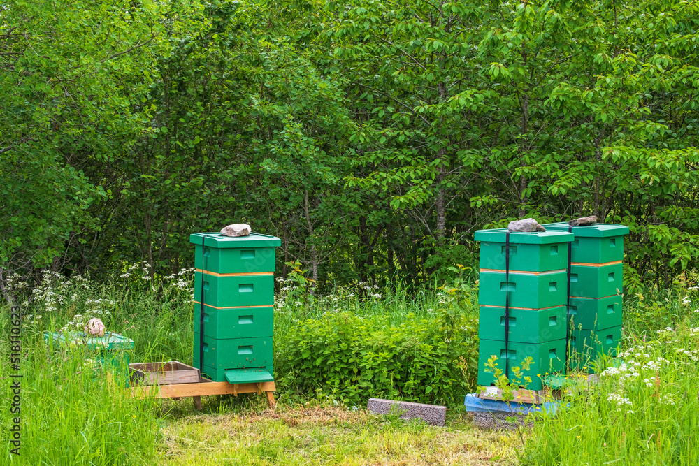 Beehives at the forest edge in the summer Beehives at the forest edge in the summer