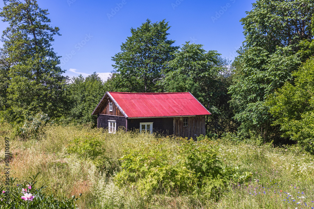 Cottage in an overgrown garden in summer