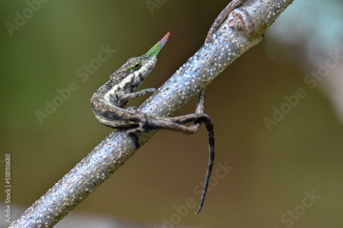 Lance-nosed chameleon - Calumma gallus also known as a blade chameleon is endemic to eastern Madagascar.