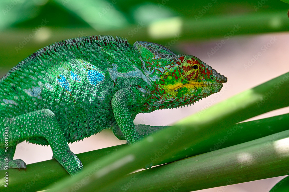 Fototapeta premium Chameleon Furcifer Pardalis,Madagascar nature