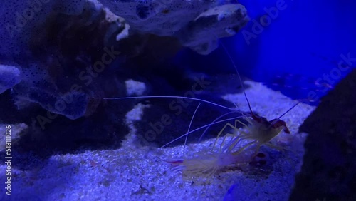 Cannibalism at sea. A shrimp eats a shrimp. The shrimp eats the shrimp. An act of cannibalism in the animal world. photo