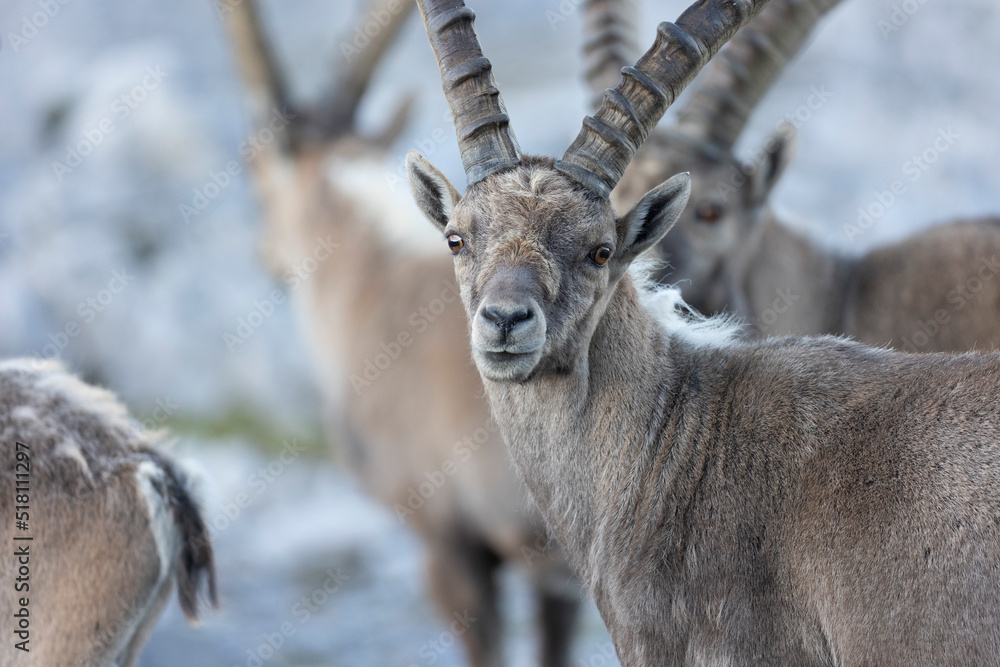 The Alpine ibex (Capra ibex), also known as the steinbock, bouquetin, or simply ibex, is a species of wild goat that lives in the mountains of the European Alps. The Alpine ibex (Capra ibex), also known as the steinbock, bouquetin, or simply ibex, is a species of wild goat that lives in the mountains of the European Alps.