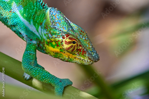 Chameleon Furcifer Pardalis Madagascar nature