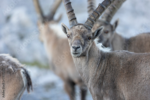The Alpine ibex (Capra ibex), also known as the steinbock, bouquetin, or simply ibex, is a species of wild goat that lives in the mountains of the European Alps. 