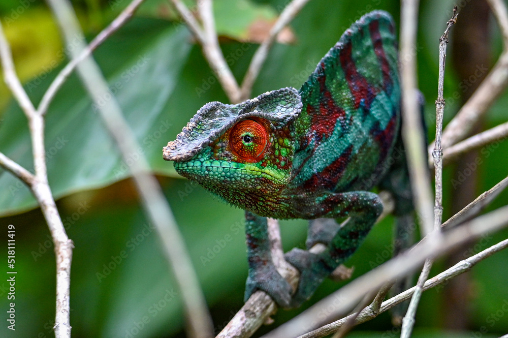 Fototapeta premium Chameleon Furcifer Pardalis,Madagascar nature