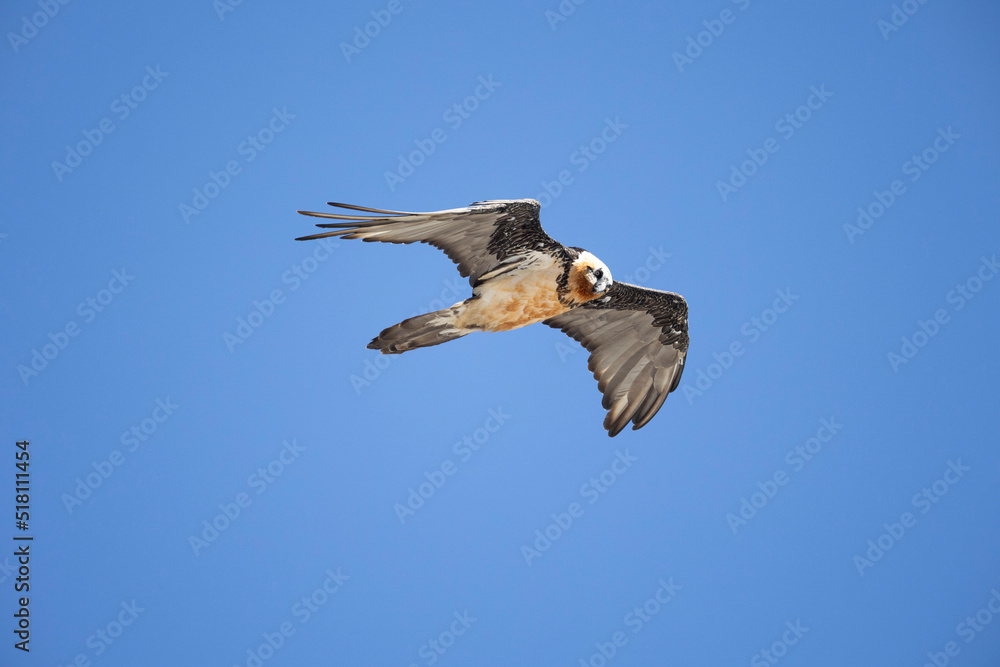 Obraz premium The bearded vulture (Gypaetus barbatus), also known as the Lämmergeier[a] or ossifrage, is a bird of prey and the only member of the genus Gypaetus.