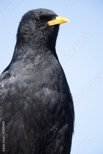 The Alpine chough, or yellow-billed chough (Pyrrhocorax graculus) is a bird in the crow family, one of only two species in the genus Pyrrhocorax.