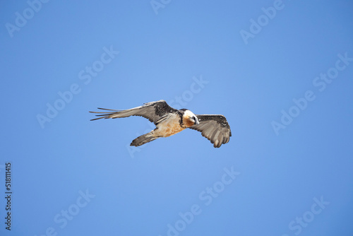 The bearded vulture (Gypaetus barbatus), also known as the Lämmergeier[a] or ossifrage, is a bird of prey and the only member of the genus Gypaetus.