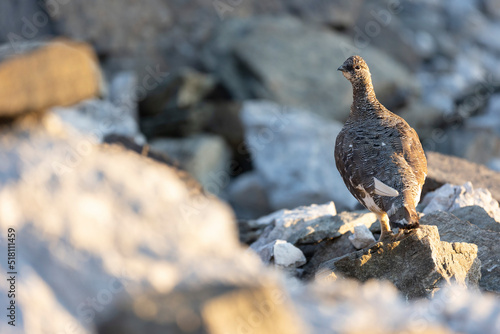 Rock ptarmigan - Lagopus muta The rock ptarmigan (Lagopus muta) is a medium-sized gamebird in the grouse family. It is known simply as the ptarmigan in the UK and in Canada