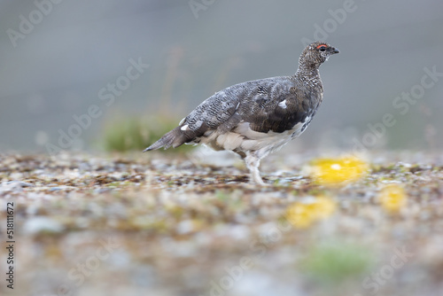 Rock ptarmigan - Lagopus muta The rock ptarmigan (Lagopus muta) is a medium-sized gamebird in the grouse family. It is known simply as the ptarmigan in the UK and in Canada