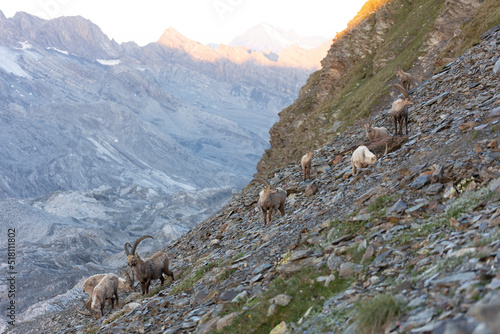 The Alpine ibex (Capra ibex), also known as the steinbock, bouquetin, or simply ibex, is a species of wild goat that lives in the mountains of the European Alps. 