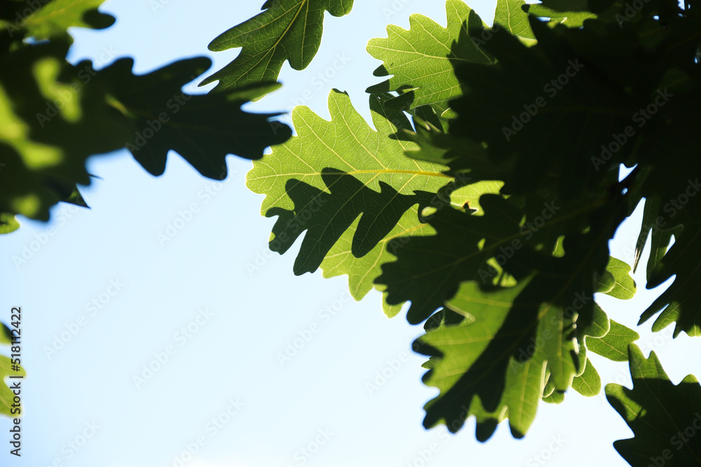 Green oak leaves against the sky. Photo of nature.