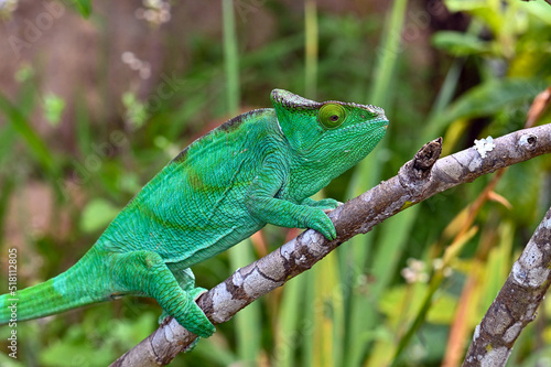 Wallpaper Mural Chameleon Furcifer Pardalis,Madagascar nature Torontodigital.ca
