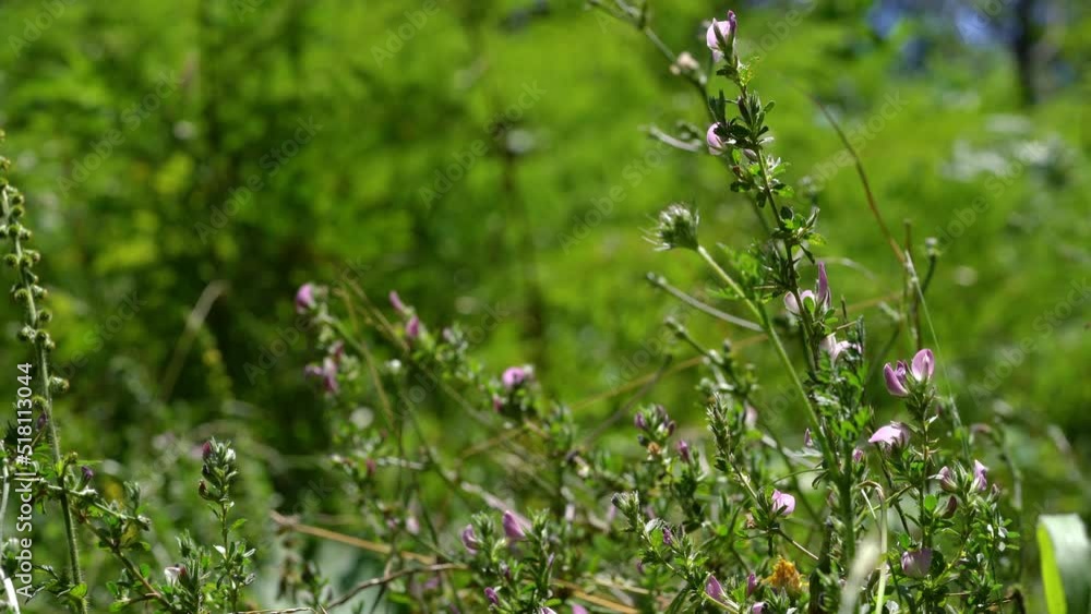 Spiny Restharrow in natural ambient (Ononis spinosa) - (4K) Spiny Restharrow in natural ambient (Ononis spinosa) - (4K)