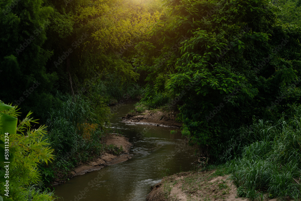 river in the fores and tgreen leaves background river in the fores and tgreen leaves background