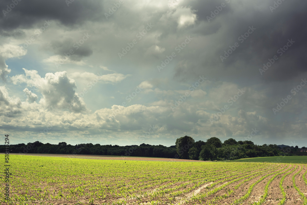 Fototapeta premium Rolling farmland with trees under a cloudy sky.