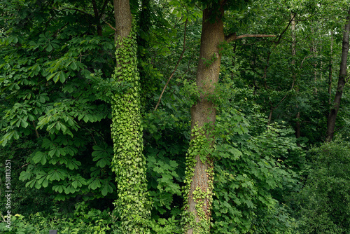 Tree trunks overgrown with ivy in a lush forest in summer. photo