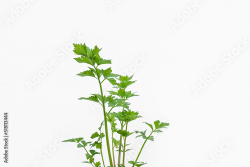Celery leaves, in polybags on a white background