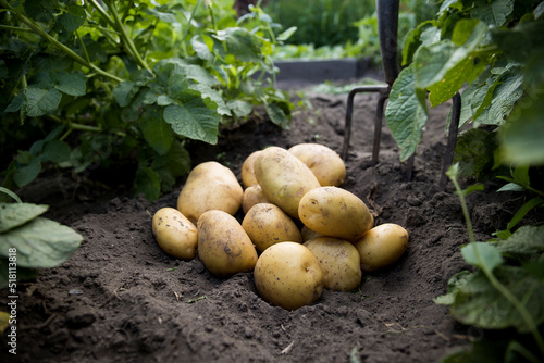 Freshly dug potatoes of a new crop lie on the ground in the sunlight