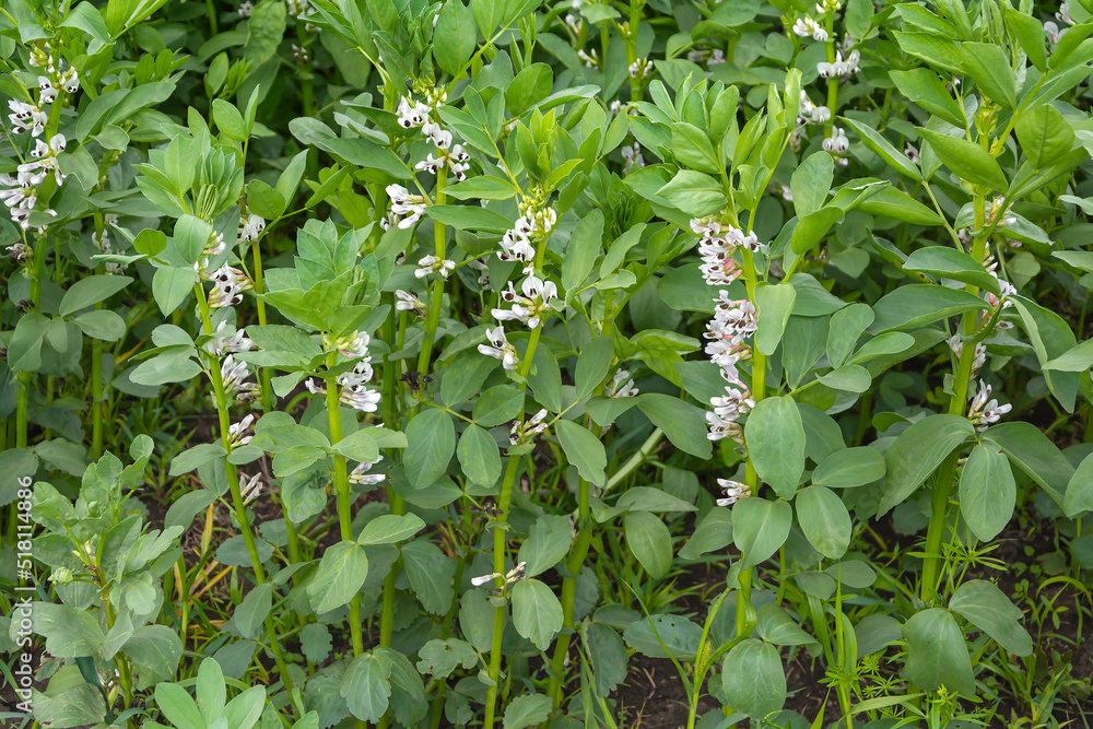 Flowering field of fodder beans, Vicia faba Flowering field of fodder beans, Vicia faba