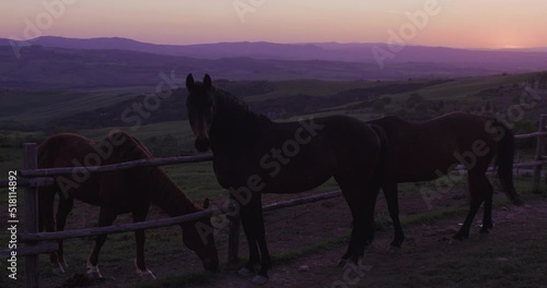 Horses in the hills on sunset, Tuscany countryside.