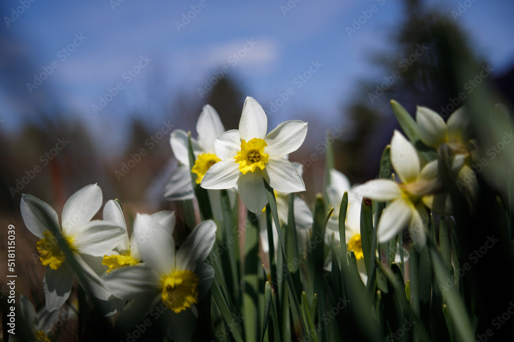 Some white and yellow Narcissus in nature. Selective focus.