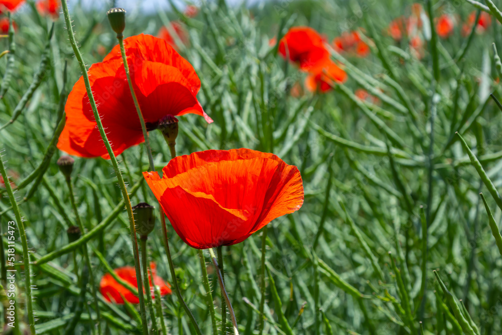 Obraz premium Common names for Papaver rhoeas include corn poppy, corn rose, field, Flanders, red or common poppy