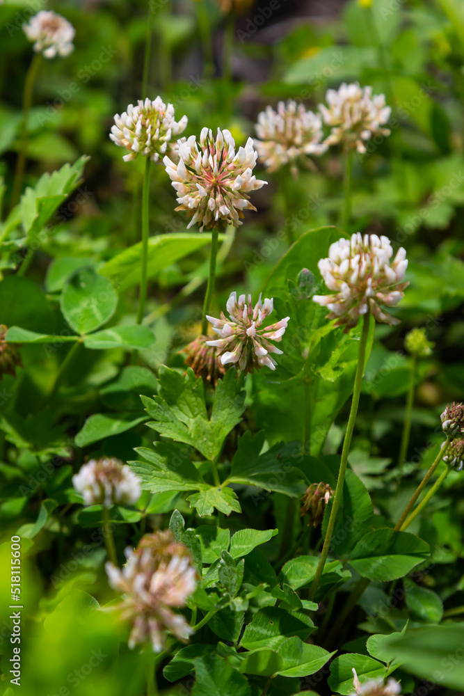 White clover aka Trifolium repens in grass on summer meadow. Close up of shamrock flower in green blurred background. Nectar source flowering plant White clover aka Trifolium repens in grass on summer meadow. Close up of shamrock flower in green blurred background. Nectar source flowering plant