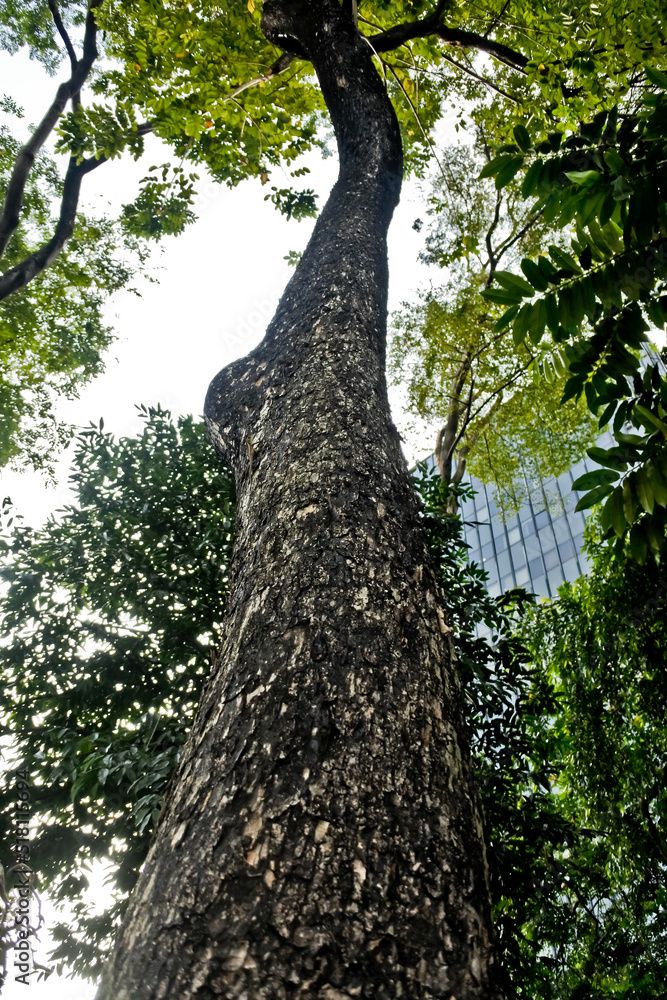 Fototapeta premium Collection of rare Indonesian tropical forest plants in the arboretum of Manggala wana bakti. Angsana ( Pteracarpus indicus Wild)