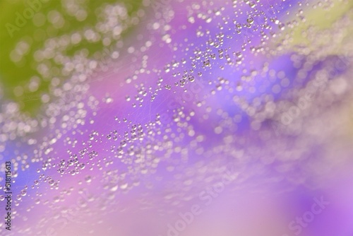 雨粒と紫陽花