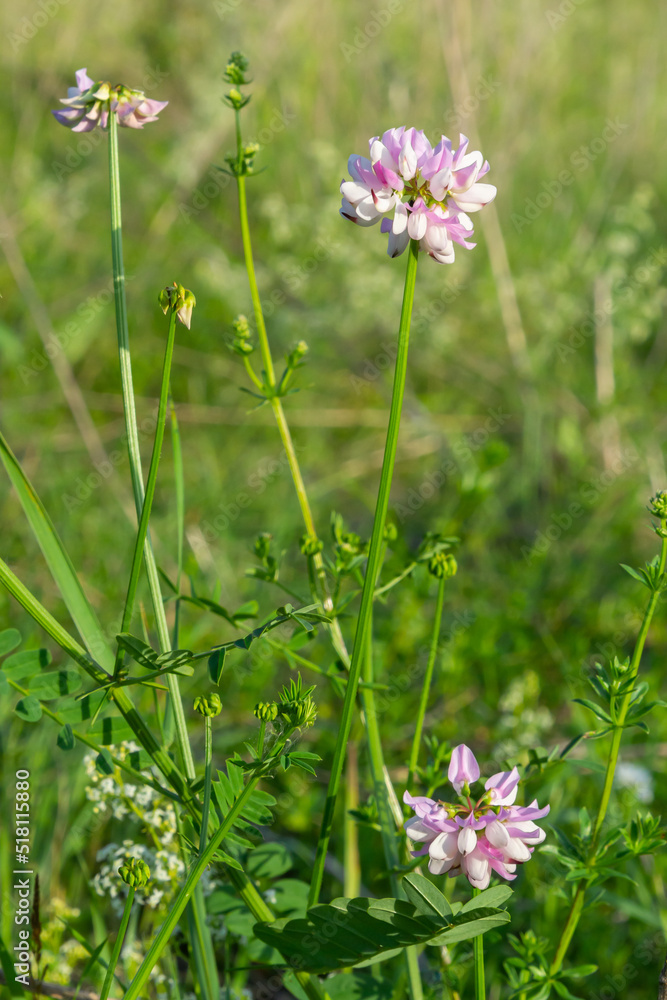 Close up, macro. Crownvetch or Securigera varia Coronilla varia or purple crown vetch. Flowering field plants. Close up, macro. Crownvetch or Securigera varia Coronilla varia or purple crown vetch. Flowering field plants.