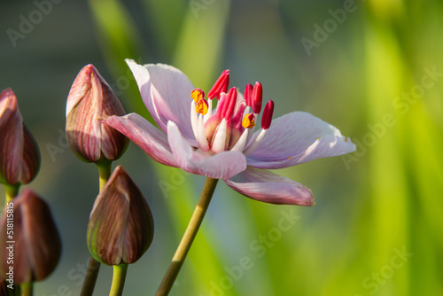 Butomus umbellatus  Flowering Rush. Wild plant shot in summer