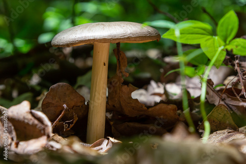 Small mushroom Psathyrella spadiceogrisea in the dry autumn forest