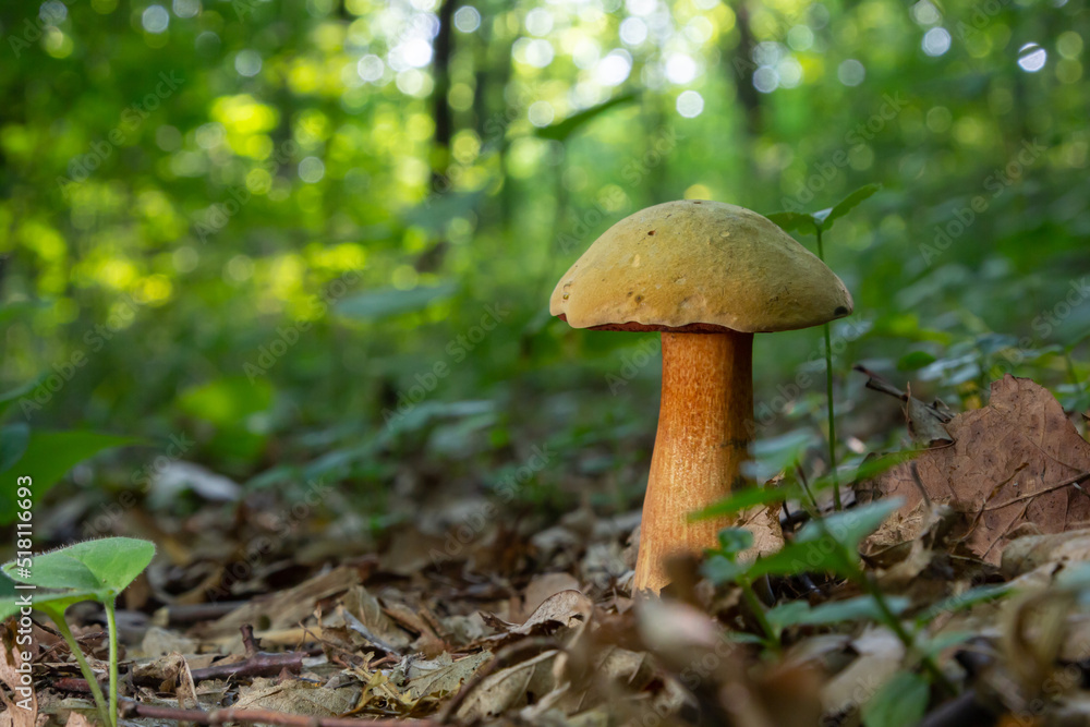 Suillellus luridus, formerly Boletus luridus, commonly known as the lurid bolete with forest trees in the background Suillellus luridus, formerly Boletus luridus, commonly known as the lurid bolete with forest trees in the background
