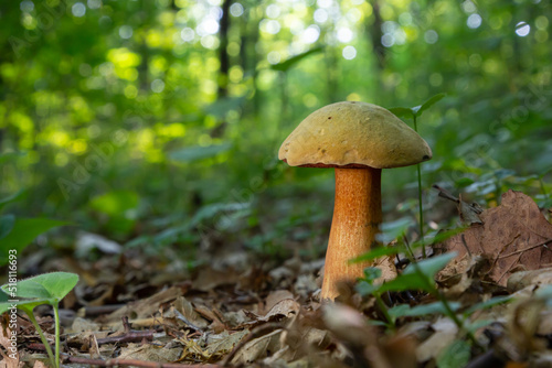 Suillellus luridus, formerly Boletus luridus, commonly known as the lurid bolete with forest trees in the background © Oleh Marchak