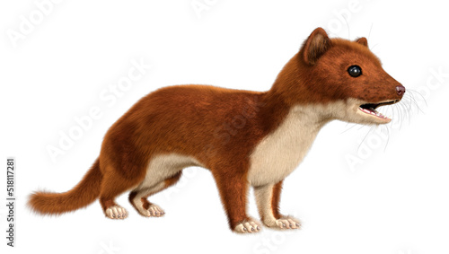 3D Rendering Weasel on White photo