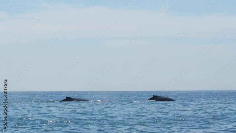 Two big humpback whales breach and come up for air on the surface and dive back down with their tails in the ocean Two big humpback whales breach and come up for air on the surface and dive back down with their tails in the ocean