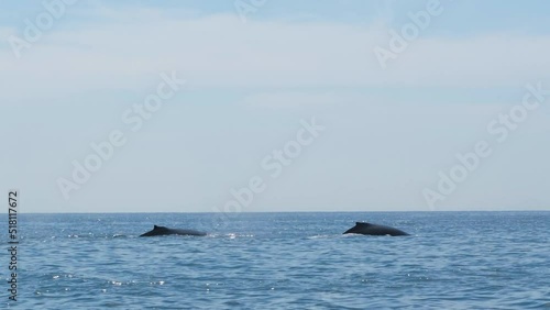 Two big humpback whales breach and come up for air on the surface and dive back down with their tails in the ocean photo