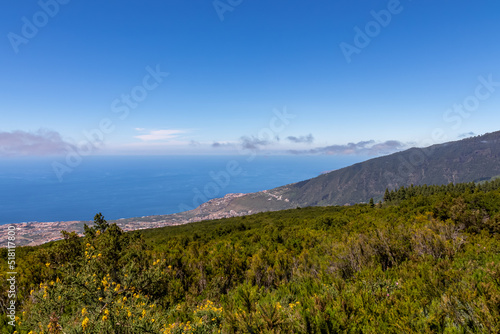 Panoramic view on the coastline of Atlantic Ocean near Puerto de la Cruz seen from massive Canarian pine tree forest, Teide National Park, Tenerife, Canary Islands, Spain, Europe. Lush green woodland