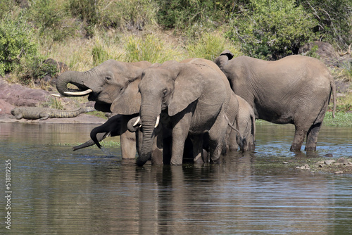 Kruger National Park  South Africa  elephant at Sweni hide